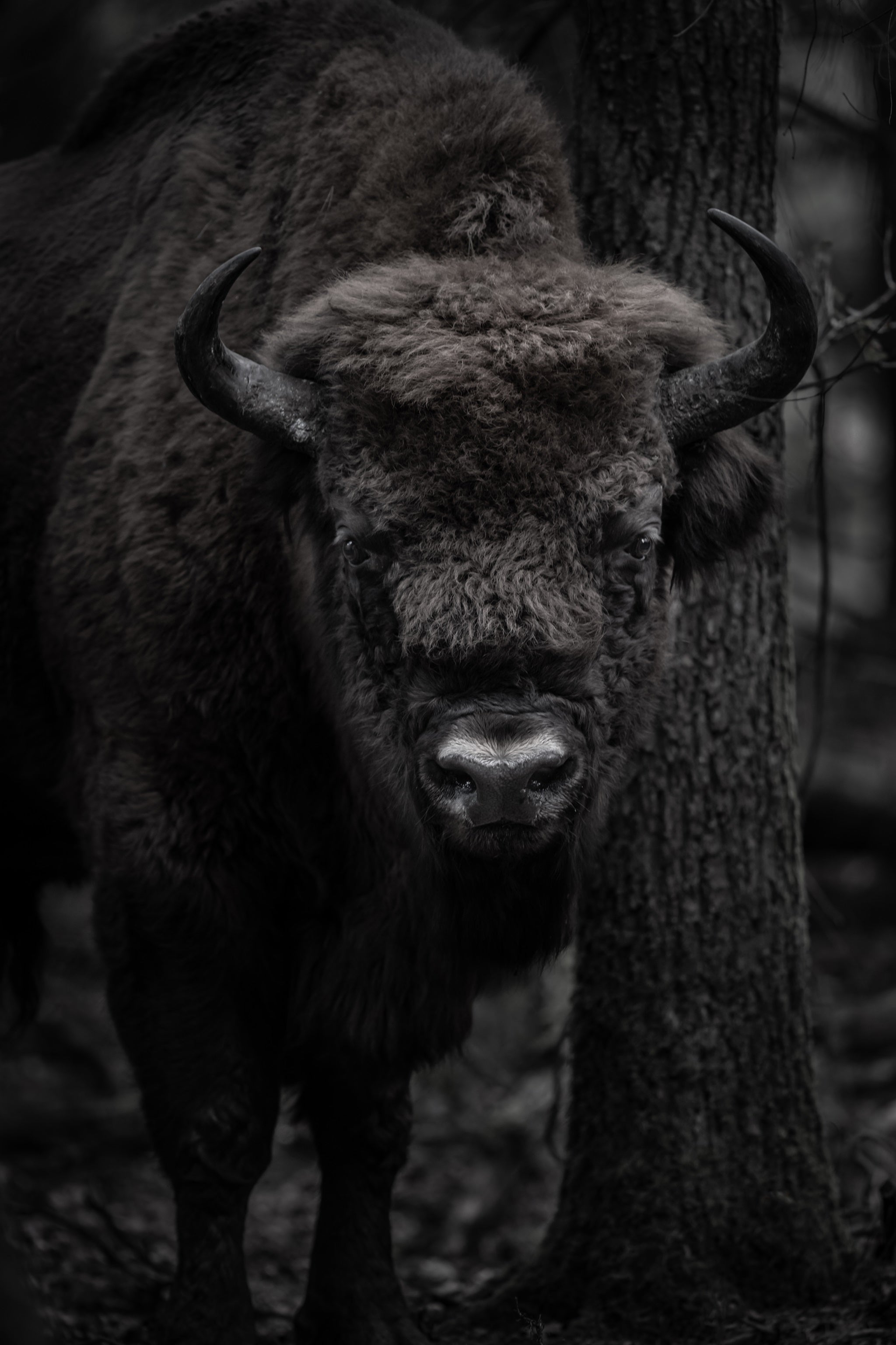 Professioneel natuurfotograaf Jan Vermeer test de Sigma 300-600mm F4 DG OS | Sports 