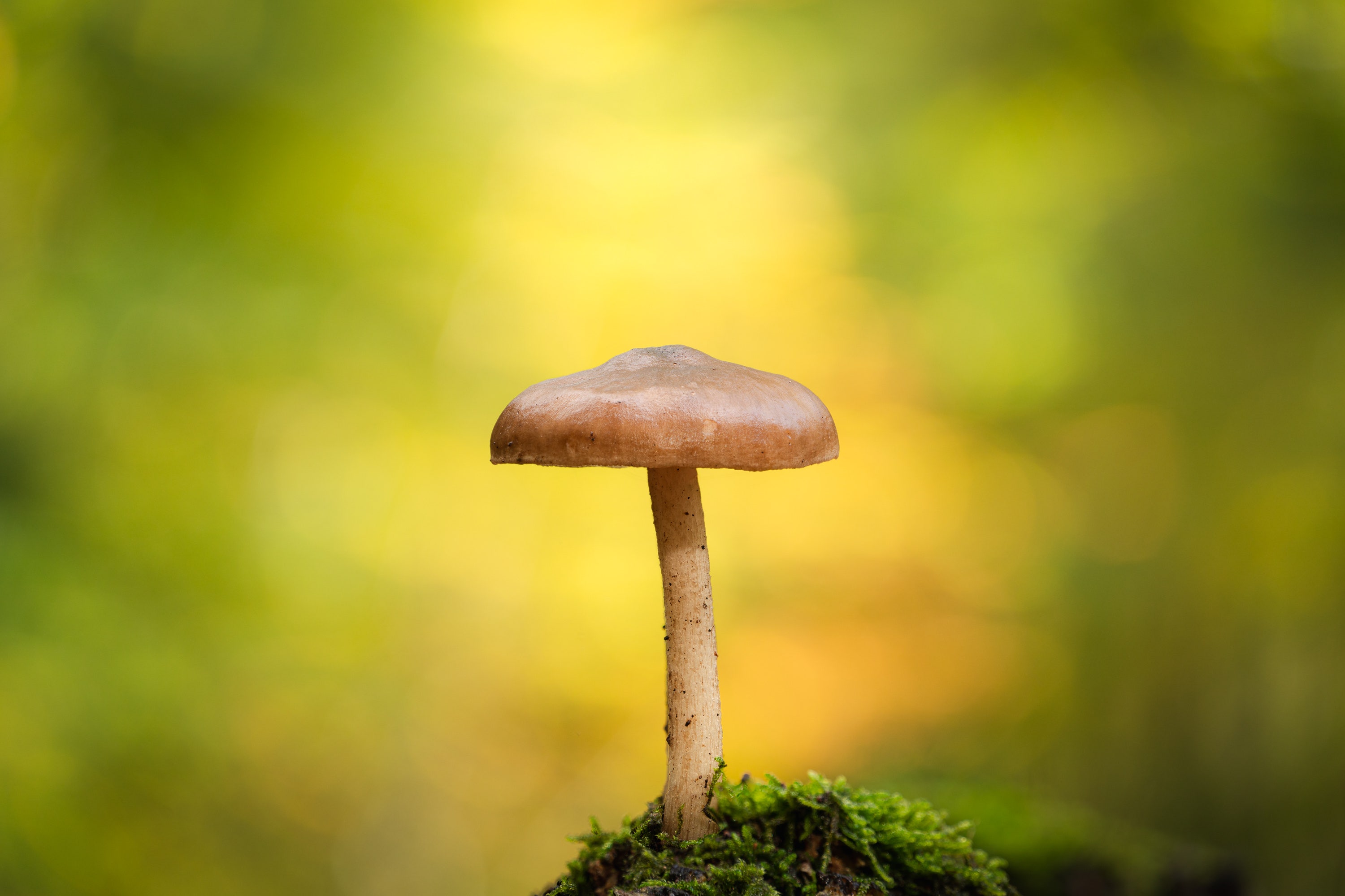 De herfst van 2025 vastgelegd met de Sigma 20-200mm F3.5-6.3 DG | Contemporary