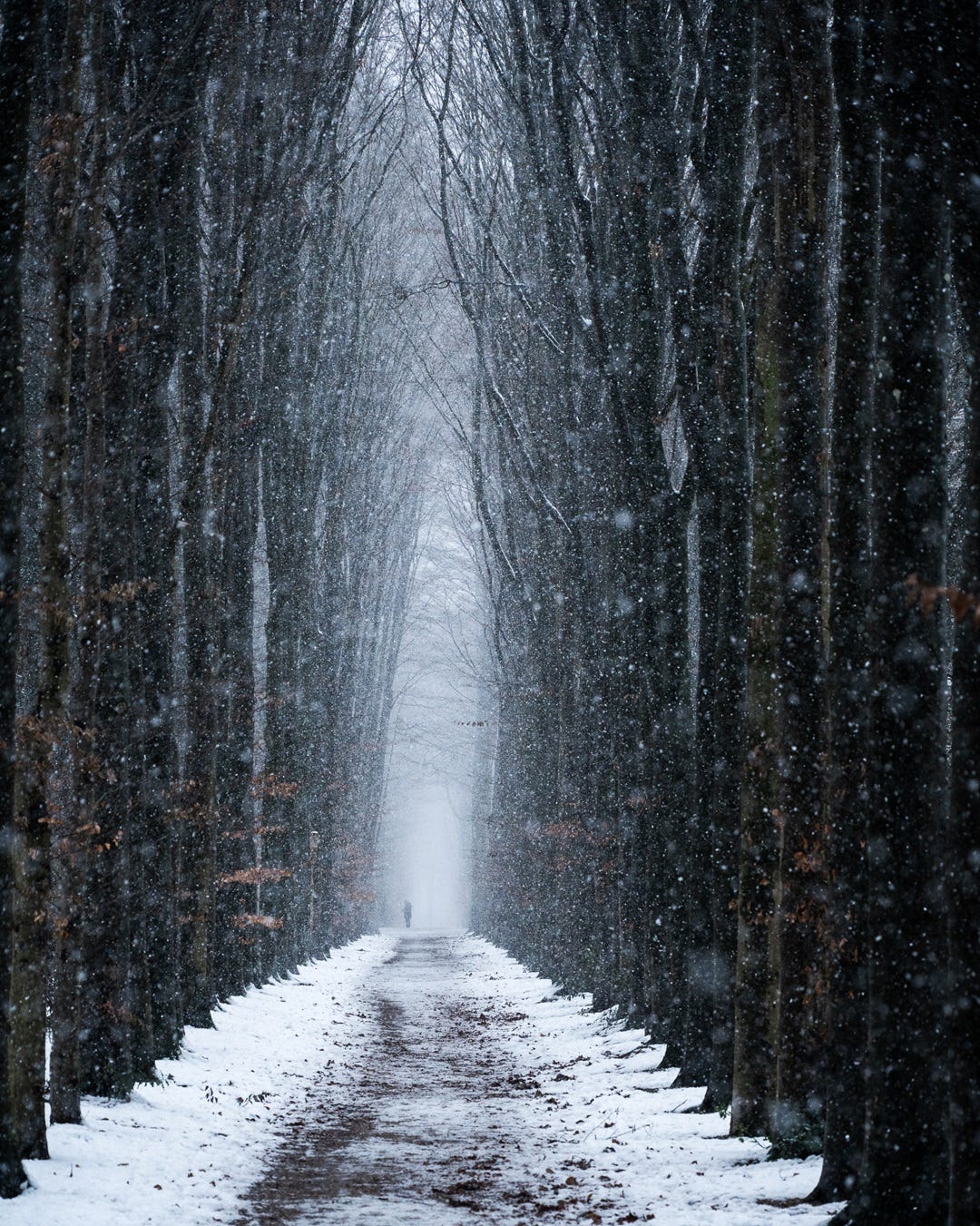 Sigma 20-200mm. F3.5-6.3 DG Contemporary; “compact, slim en overtuigend”