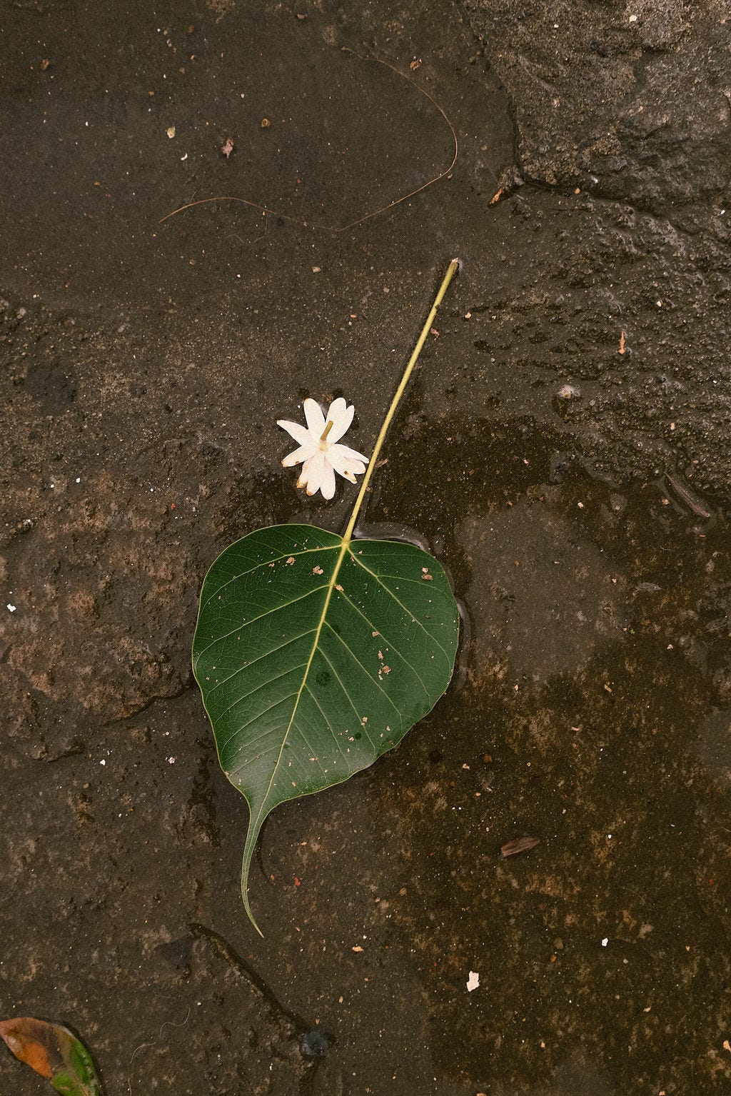 Op reis met de Sigma BF: fotograaf Zsofia Bodnar over intuïtief fotograferen, licht reizen en beelden die blijven hangen