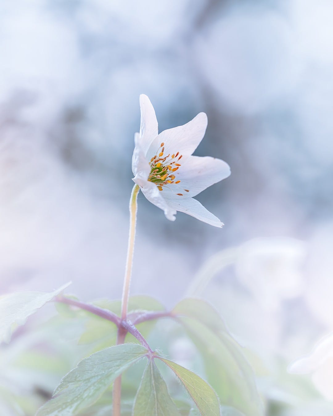 Een nieuwe kijk op macrofotografie: Ronald Jansen op pad met de Sigma 105mm F2.8 DG DN Macro | Art