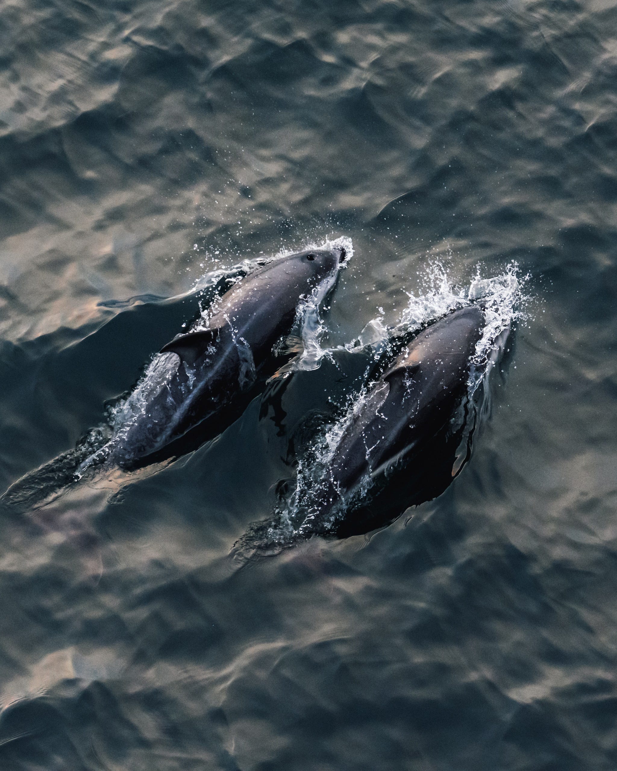 Dylan McBurney over Antarctica, wildlife en de Sigma 60-600mm F4.5-6.3 DG DN OS | Sports