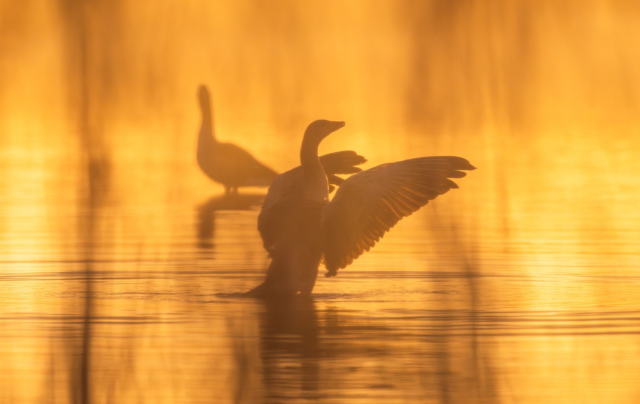 Exclusieve workshop Weidevogels fotograferen in polder Arkemheen
