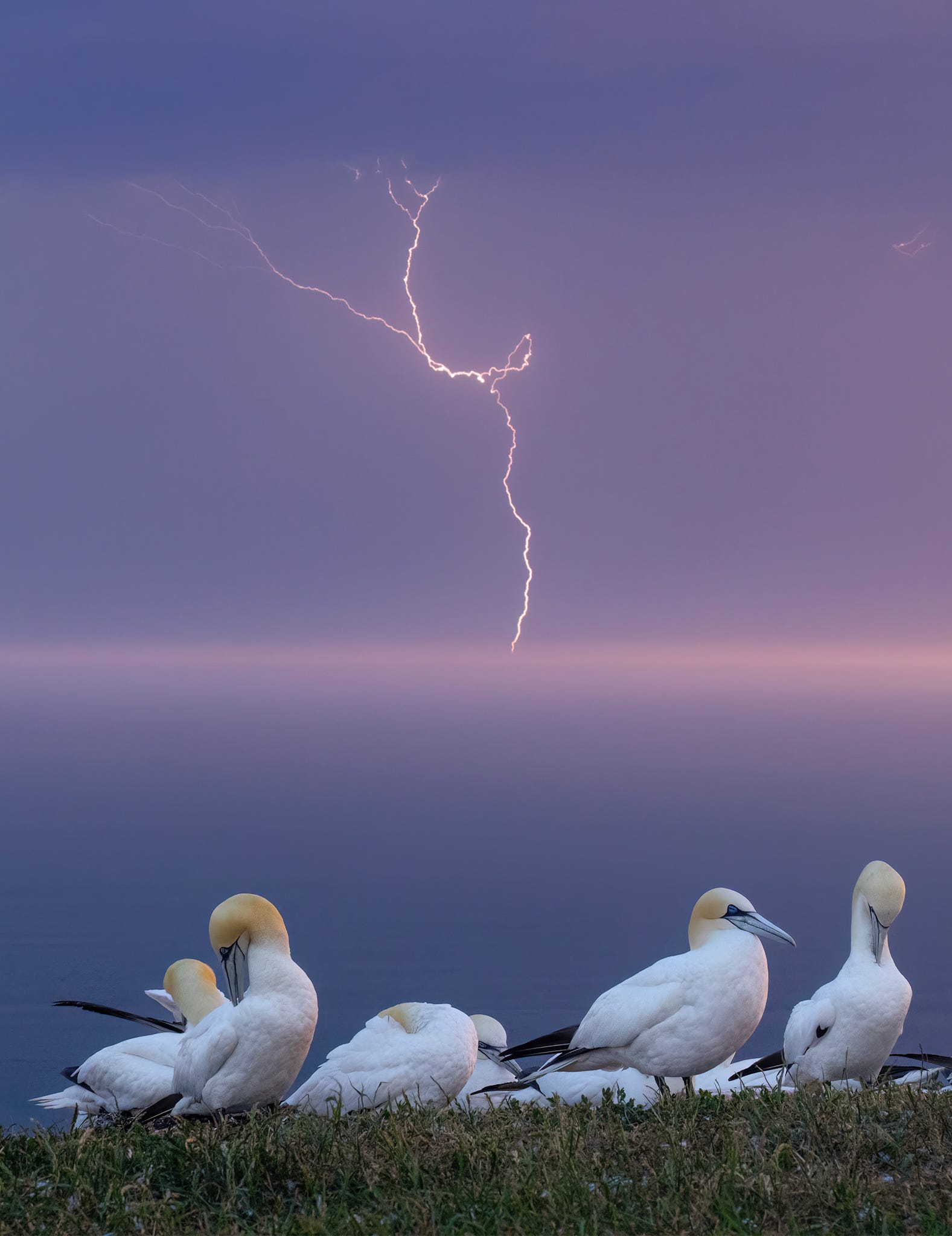Vogelfotografie begint niet bij je camera, maar bij de vogel
