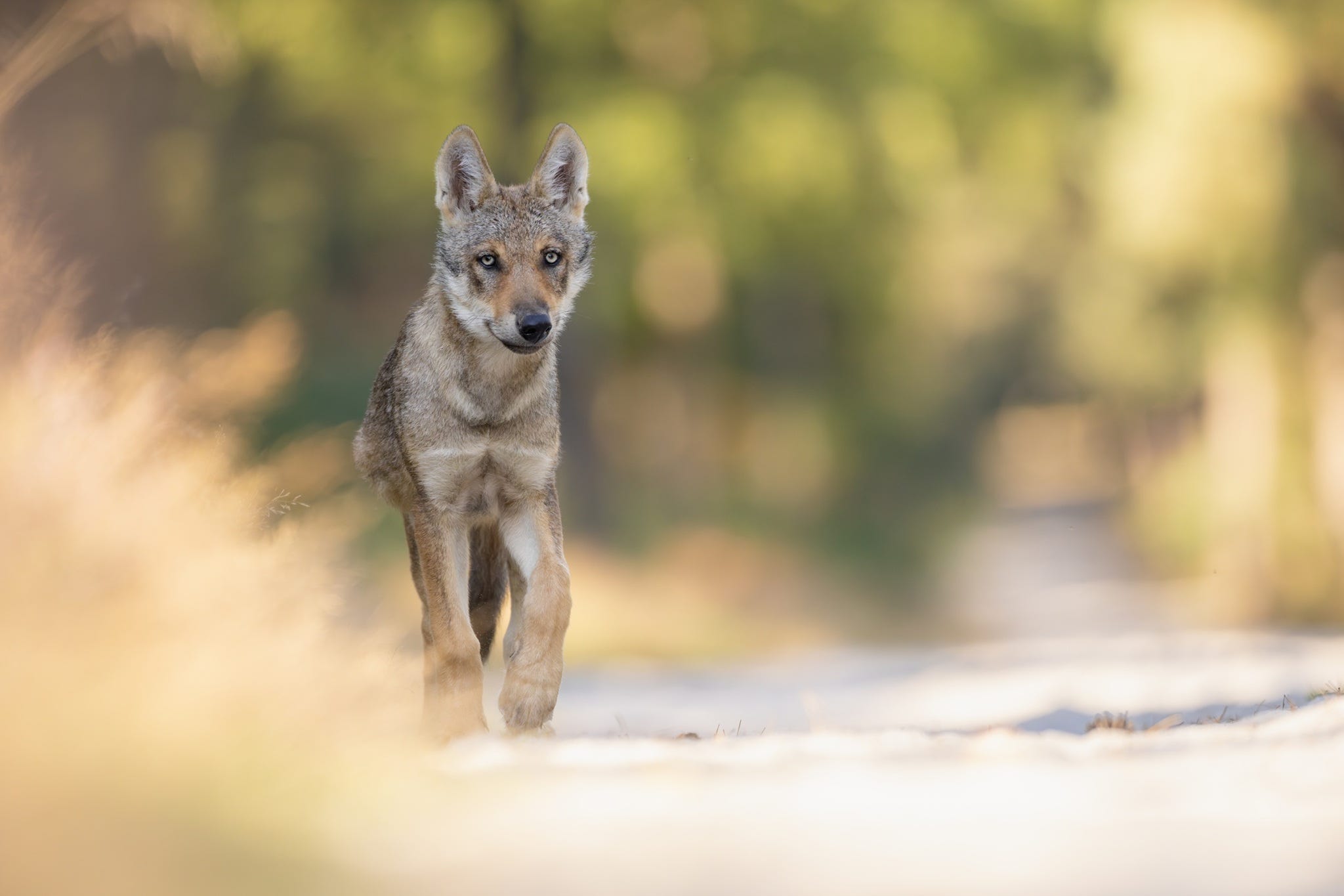 Wildlifefotografie in Nederland: dichter bij de natuur dan je denkt
